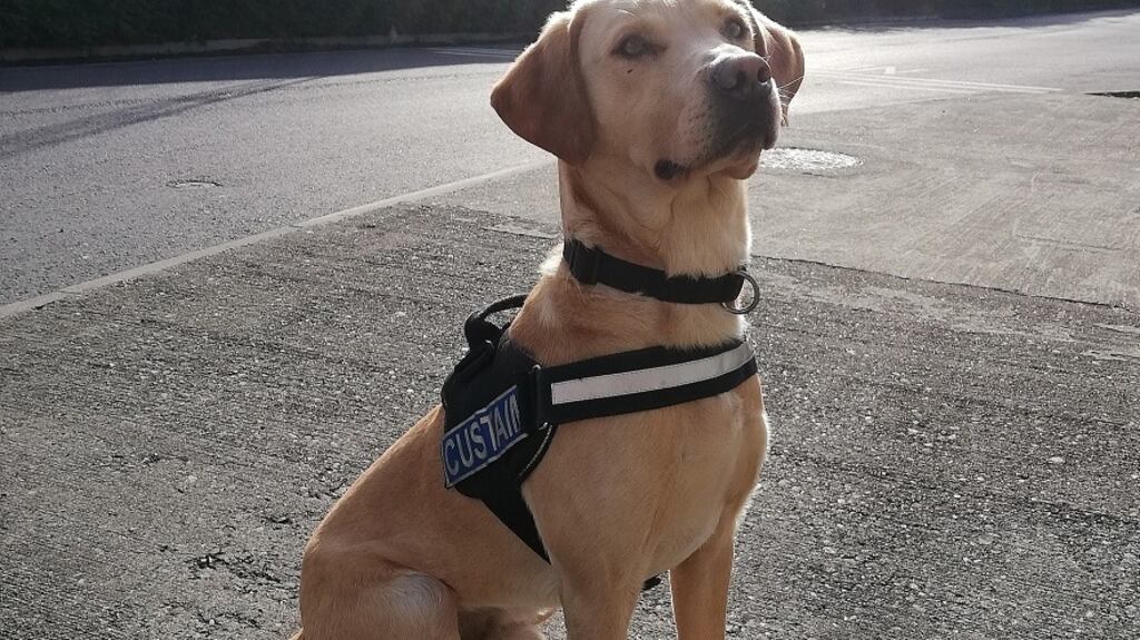 Revenue detection dog Bailey. Photograph courtesy of Revenue