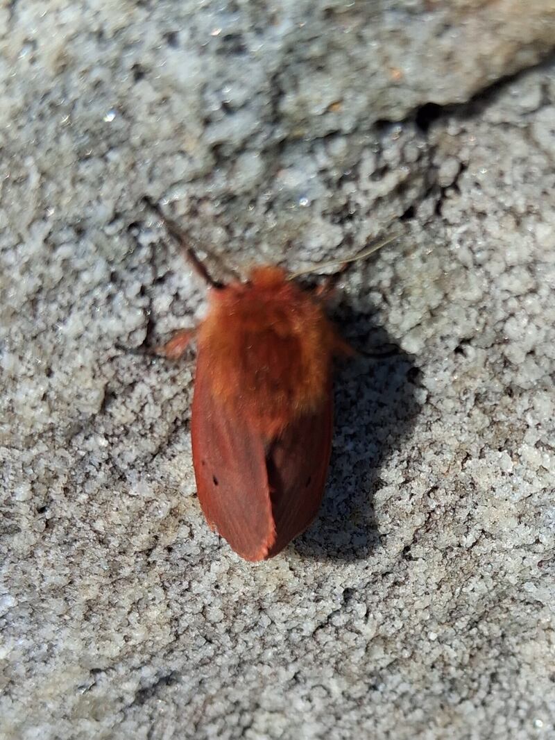 Ruby tiger moth, supplied by Michael Fletcher.