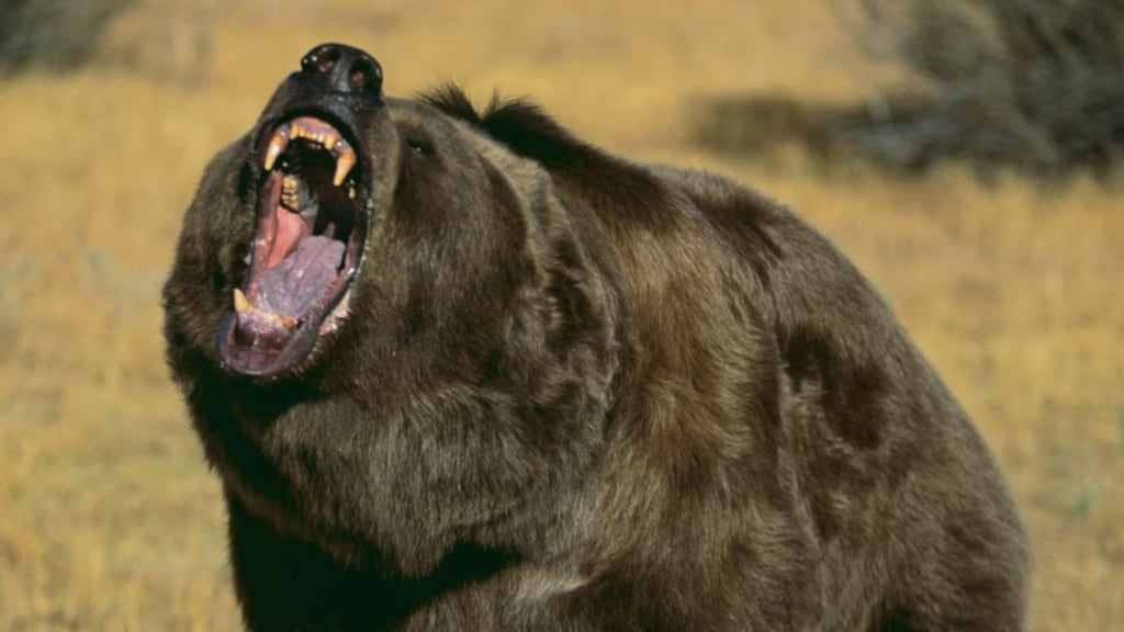 A bear cub believed to be the latest offspring of Grizzly 399, one of the best-known bears in the US, has been hit by a car and killed in Grand Teton National Park in Wyoming. File photograph: Getty Images