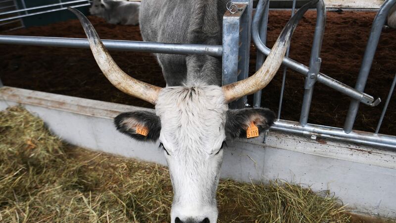 A Chianina cow at FICO Eataly World. Photograph: Getty Images