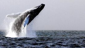 Whales in Irish waters face a new threat
