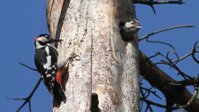 Great spotted woodpeckers: mother and father fly to the Sraghmore woods nest from different angles. “It’s a good strategy,” says Dick Coombes of BirdWatch Ireland. “They don’t shop in the same supermarket, as it were.” Photograph: Dick Coombes
