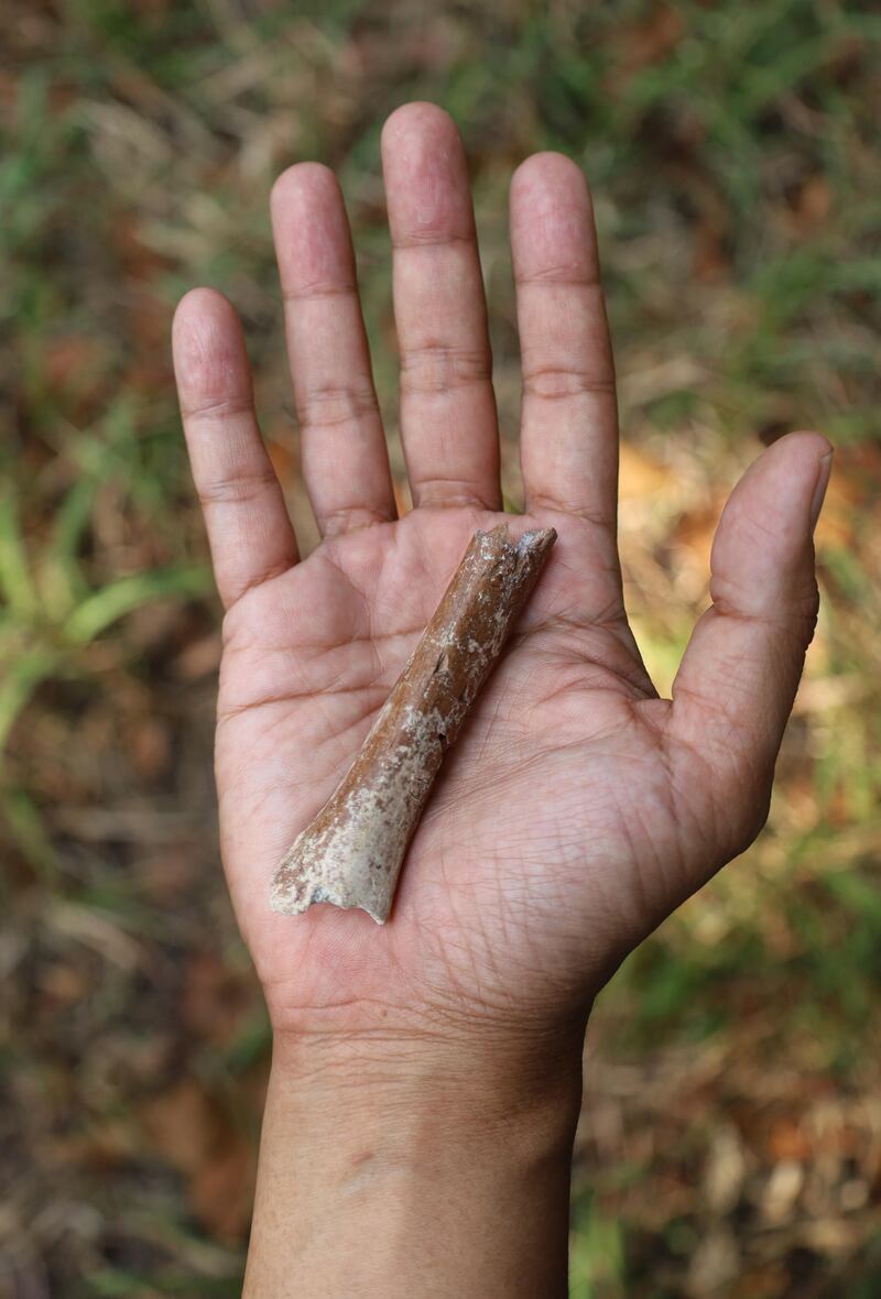 Photo issued by the University of Tokyo of the upper arm bone fragment excavated at the Mata Menge archaeological site in Flores, Indonesia. The "astonishingly small" limb, believed to be around 700,000 years old, was found in the island of Flores in Indonesia, along with two teeth fossils. Photograph: Yousuke Kaifu/University of Tokyo/PA Wire