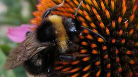 Plight of the bumblebee: climate change puts insect at risk