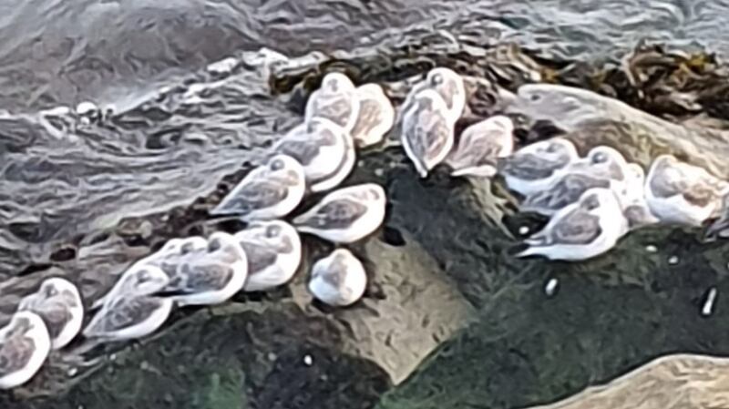 Birds sheltering and keeping their heads warm
