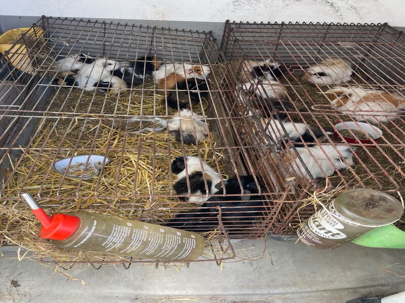 Fifty-eight guinea pigs were among the animals rescued during the operation