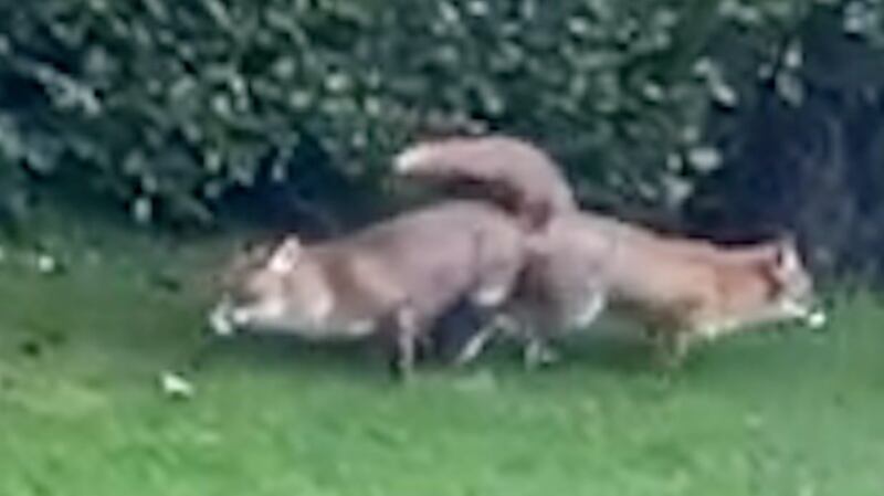 Procreating foxes found in Co Sligo.