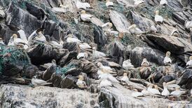 ‘Little Skellig looks like a rubbish tip due to plastic pollution’