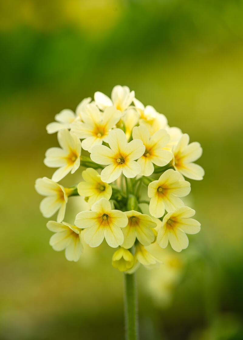 Yellow cowslip. Photograph: Getty