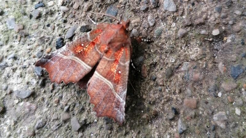 The herald moth feeds on poplar, willow and rowan