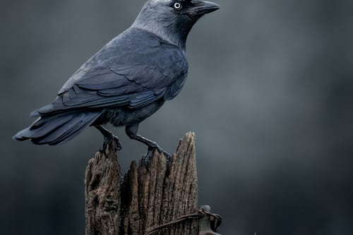 Súgaí súgaí agus sciob sceab