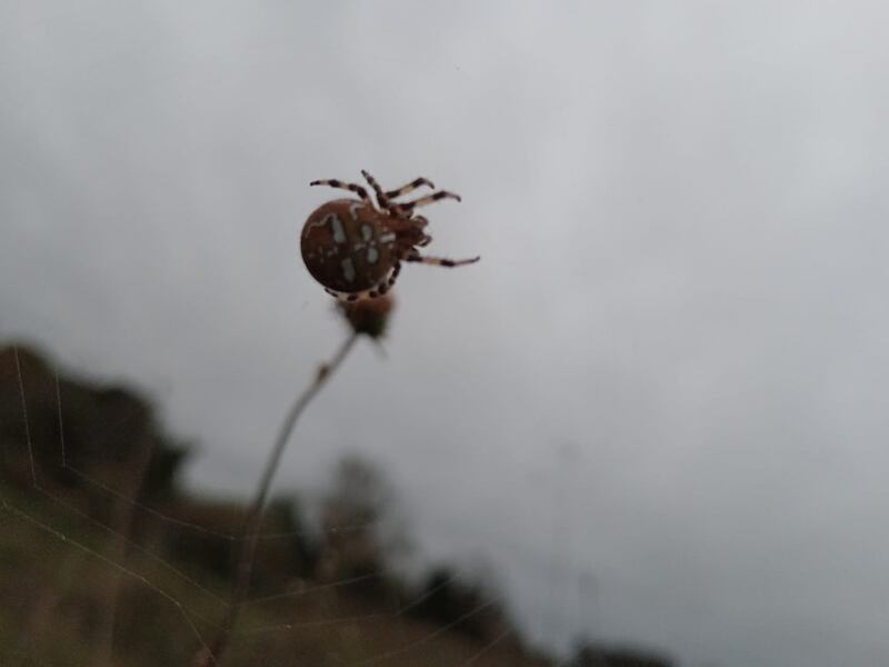 Female four-spot orb-weaver spider. Photograph supplied by Maedbh Robinson