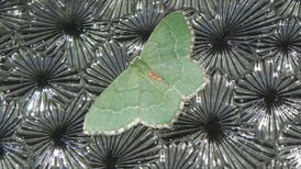 A good day for Google’s moth-spotting credentials