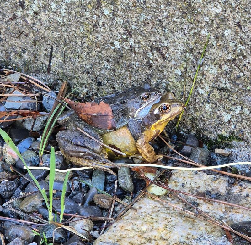 A couple of frogs spotted by Patrick Doogan in Mayo