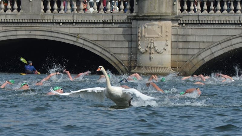 PRESS PHOTOGRAPHER OF THE YEAR: Alan Betson – A flock of swans pass swimmers in the 95th Liffey Swim last September, one of Irish Times photographer Alan Betson’s pictures from his winning portfolio which won him the overall PPAI Press Photographer of the Year. The Liffey Swim photo essay also earned Betson a 1st in the Reportage category.