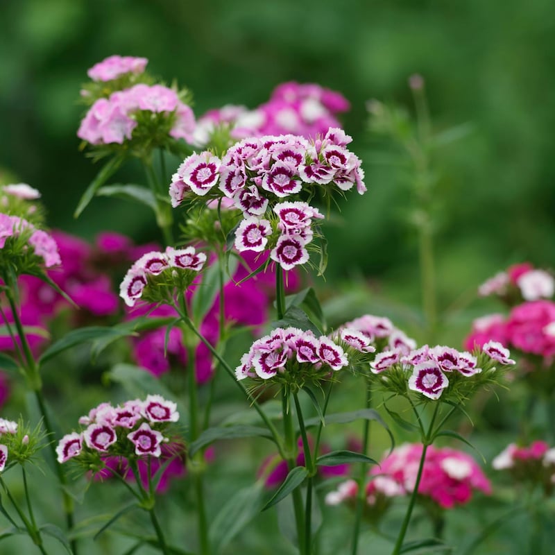 Sweet William growing in an Irish garden. Photograph: Richard Johnston