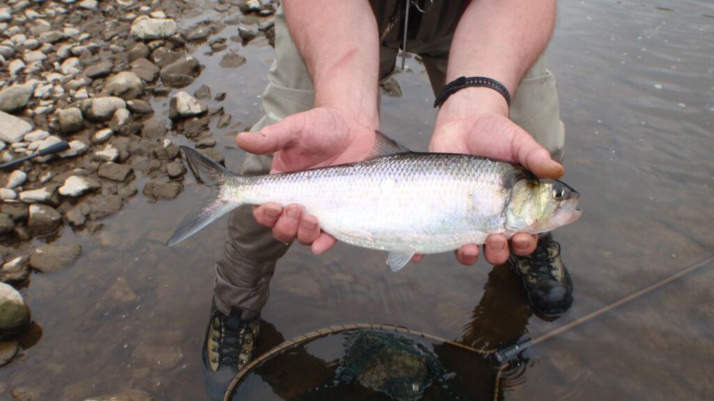An angler-caught shad, a member of the threatened ‘diadromous’ species.   The new European project  on vulnerable migratory fish species will involve 30 countries