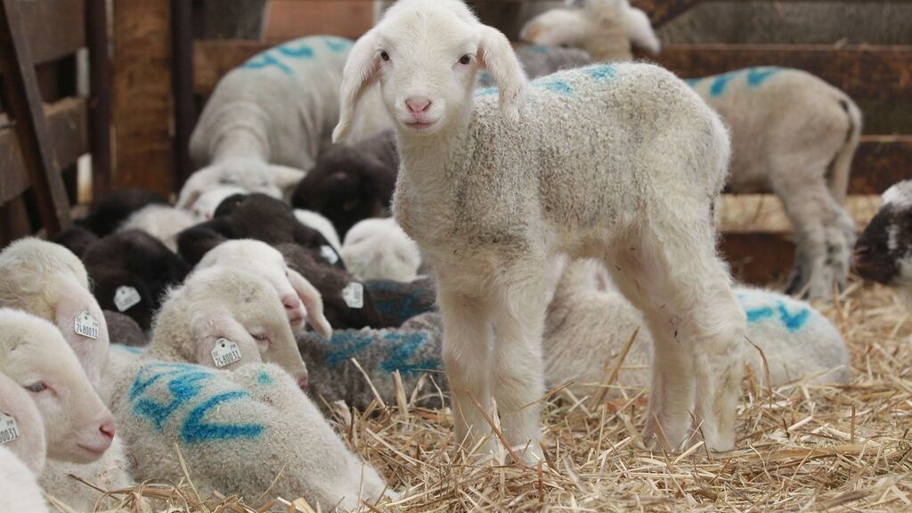 A spokesman for the Department of Agriculture, Food and the Marine said that as a consequence of actions taken by veterinary inspectors, there was believed to be no danger to human health. Photograph:  Sean Gallup/Getty Images
