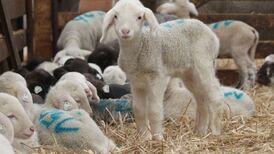 Authorities say contaminated lamb outbreak has been contained