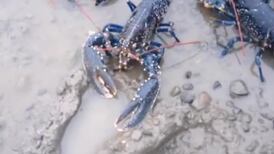 Nine lobsters ‘liberated’ from Dublin city centre restaurant