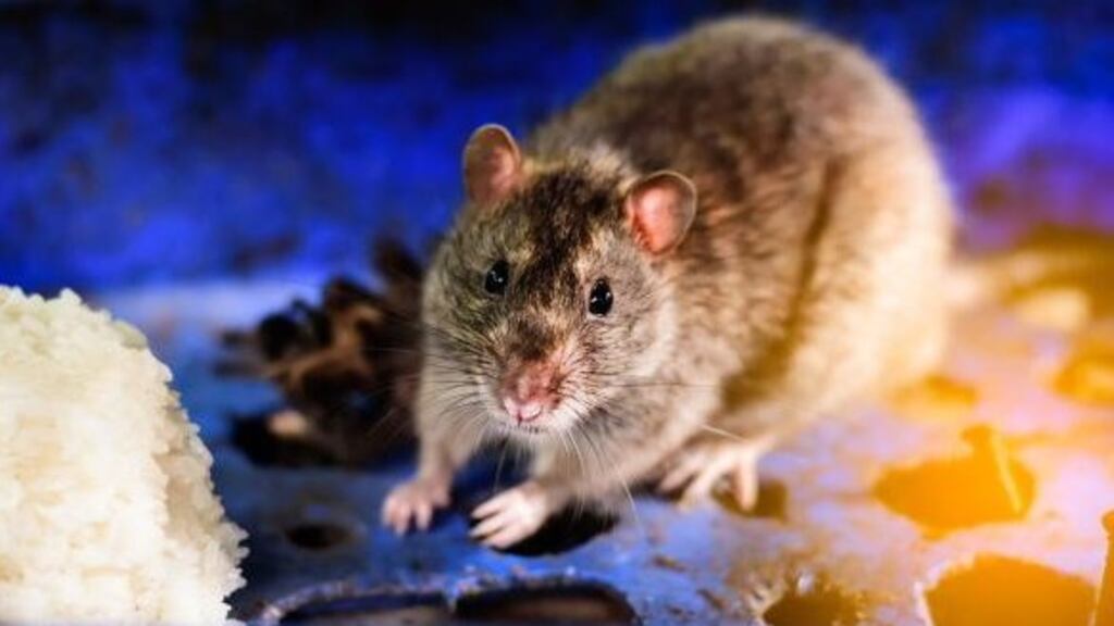 Rodent droppings were found in a number of the 11 premises which were served with enforcement orders by the FSAI in recent weeks.
