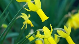 Yellow shouts spring in the garden
