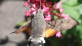 This insect makes a distinctive humming sound – what is it?