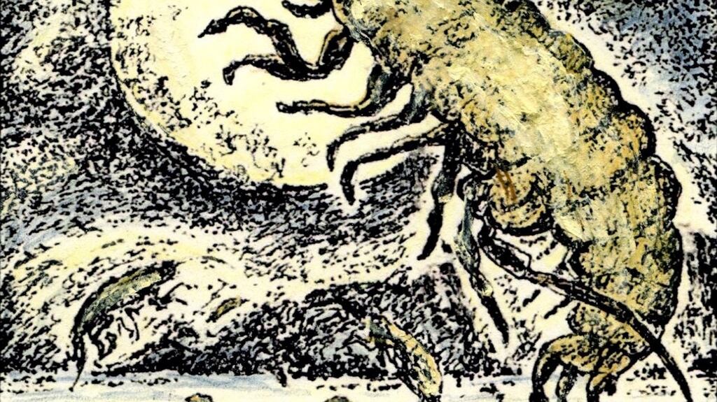 Sandhoppers, or tonachán trá: ‘Usually there are a huge crowd of them together, helping each other loyally and stoutly’. Drawing by Michael Viney