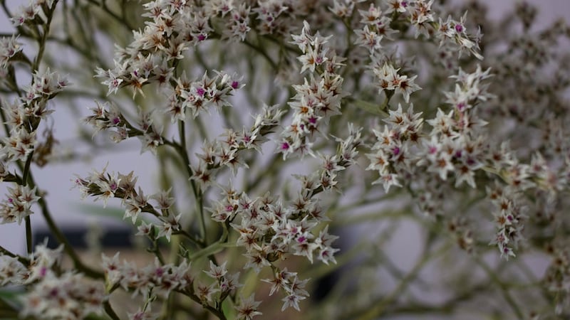 Limonium tataricum: resilient, perennial species of statice or ‘sea spray’ with dense sprays of silver-grey flowers that are brilliant for drying