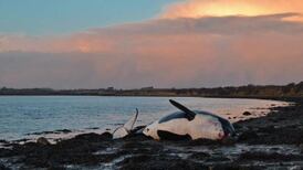 Female killer whale washed up on beach in Co Waterford