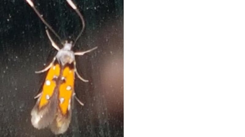 This moth sent by Jack Casey, Cork (Eye November 10th) is the linden bark borer, Chrysoclista linneella, a very rare moth, only one of which has been seen in Ireland.