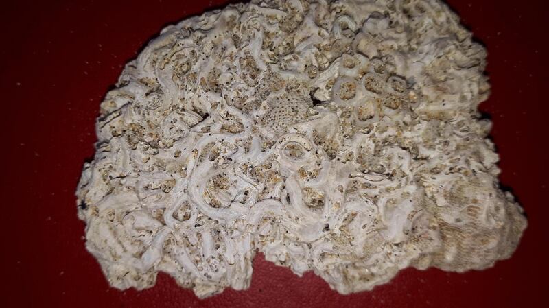 The tubes are those of marine worms laid on some hard surface.