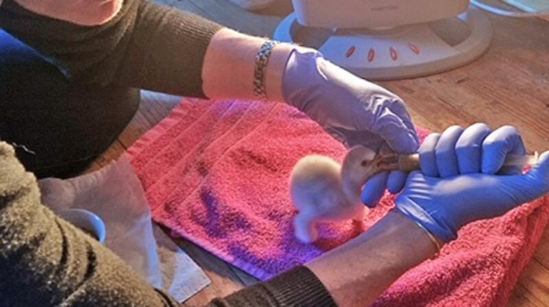 Zookeeper Geraldine Murphy hand-feeds the chicks