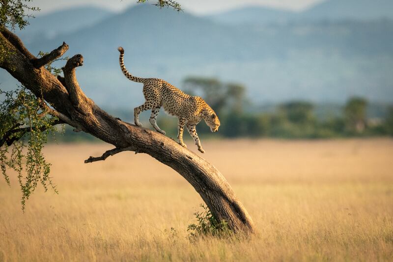 Witness incredible wildlife while on safari in South Africa