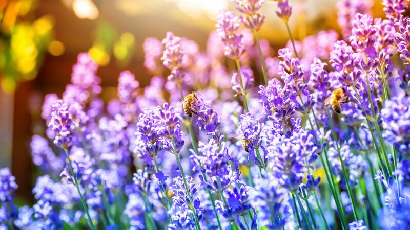People are increasingly looking for plants for pollinators and focusing on biodiverity and sustainability. Photograph: iStock
