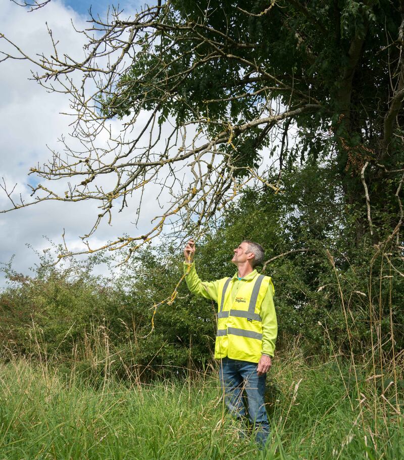 Horticulturist John Gaffey examines dead branches on an ash tree. Photograph: Gerry Faughnan
