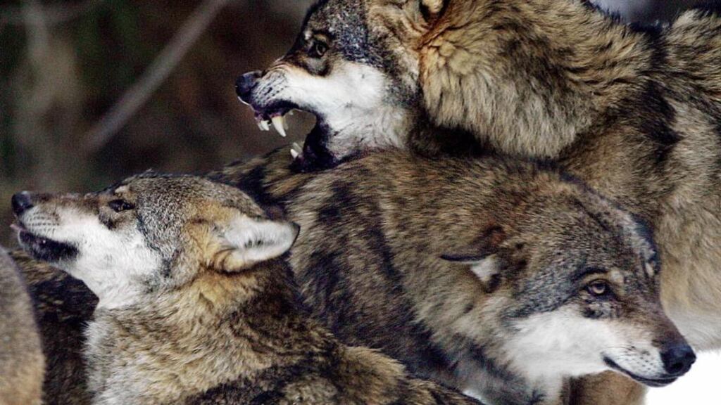 Two of five escaped wolves were shot dead, two returned and one is on the loose. Photograph: Reuters/Eric Gaillard