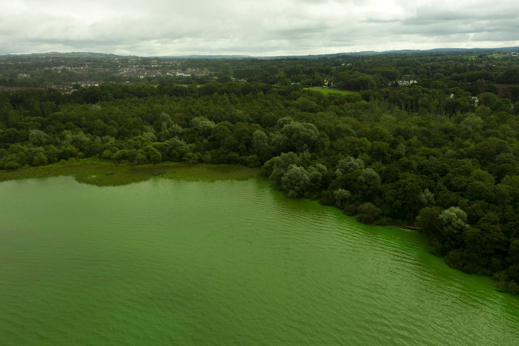 Blue-green algae on Lough Neagh in July. Photograph: Charles McQuillan/Getty