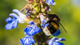 What were all the orange mites I saw on a bumblebee? Readers’ nature queries