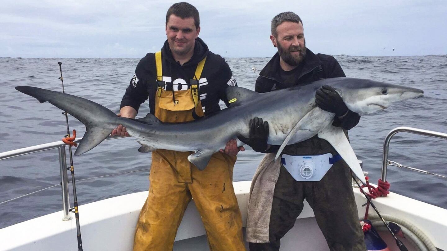 John Fleming (left), skipper of the Brazen Hussy II, with a client and their best shark from Sunday, a fine blue of 88lbs.