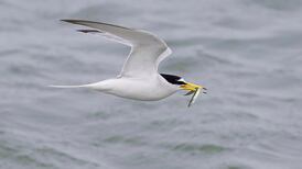 Avian flu poses a threat to other species - including humans. We must take action