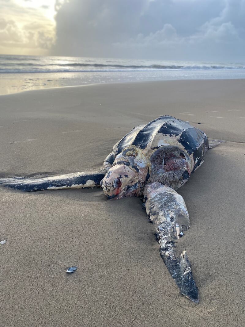 Leatherback turtle. Photograph supplied by Eva Walsh