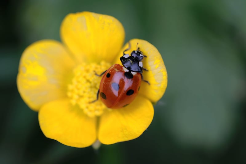 A ladybird investigating a buttercup flower. Photograph: Nick Bradshaw