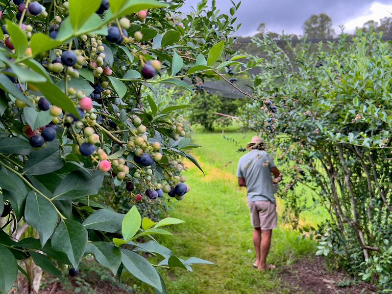 The working day on a blueberry farm can be long and hard. Photograph: iStock