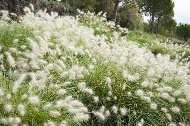 Another ornamental grass guaranteed to gild a summer garden is the feathertop grass, or Pennisetum villosum ‘Cream Falls’. Photograph: BeSilvestre/iStock