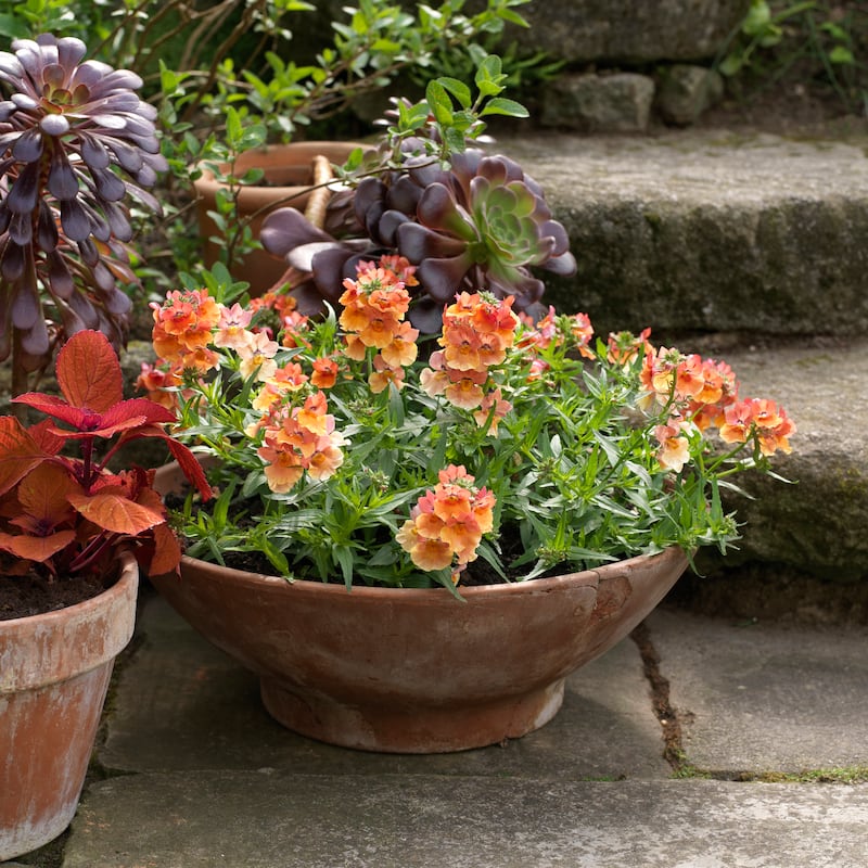 A summer container filled with Nemesia ‘Peach’ beside containers filled with Coleus ‘Campfire’ and Aeonium ‘Zwartkop’. Photograph: Richard Johnston