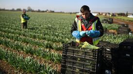 Jonathan Freedland: Latest Brexit leak shines light on collective lunacy about immigration