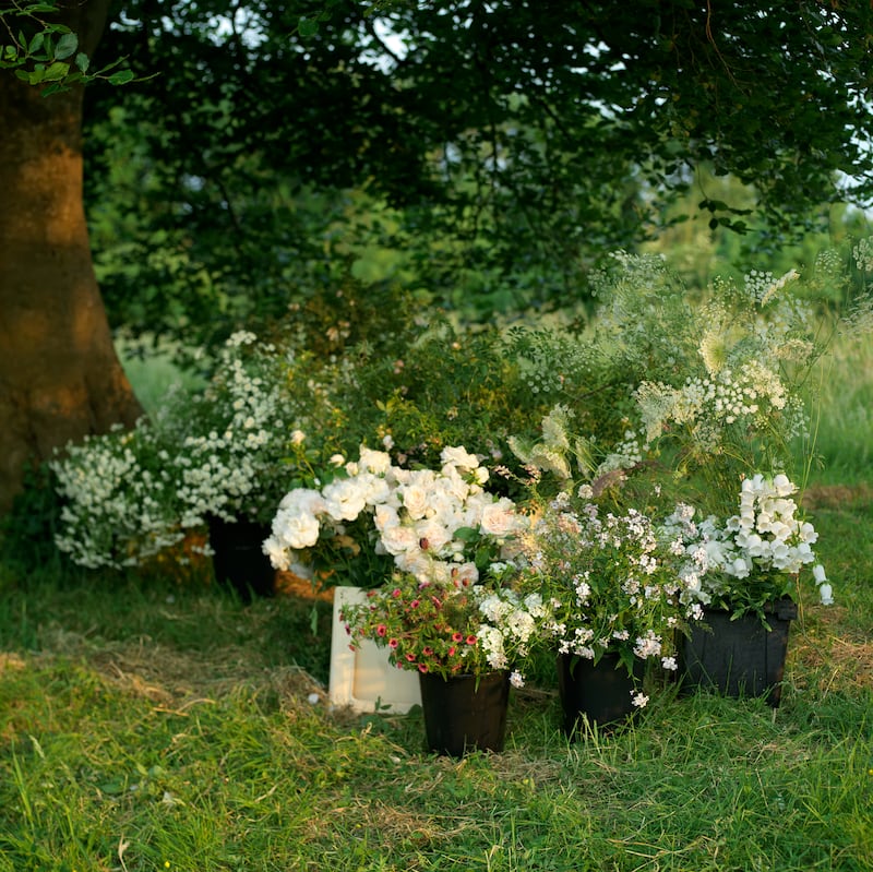 Selections ready for moving on at Fionnuala Fallon's flower farm. Photograph: Richard Johnston