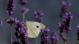 The Irish Times view on the biodiversity crisis: nature’s wake-up call