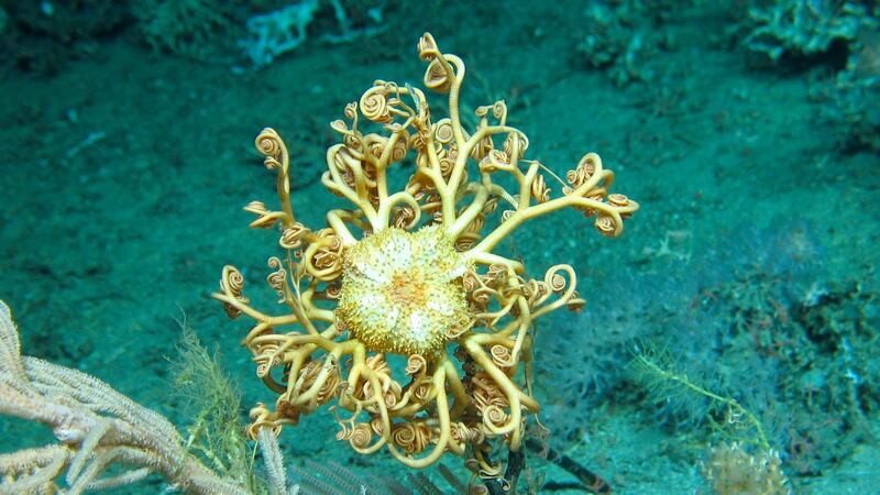 Gorgonocephalus - an Ophiuroid Basket star, was also seen off the west coast. Photograph: Marine Institute